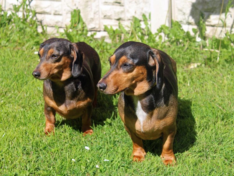 Coco | Dachshund (Smooth Haired) | Merseyside (Liverpool) - 1