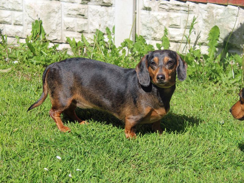 Dachshund Dogs And Puppies For Adoption