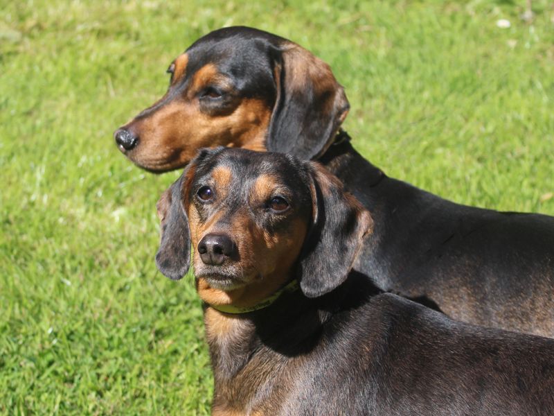 Willow | Dachshund (Smooth Haired) | Merseyside (Liverpool) - 1