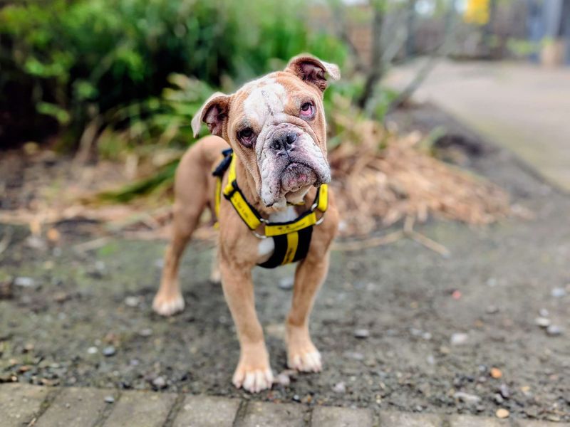 Butter - Image 4 of 5