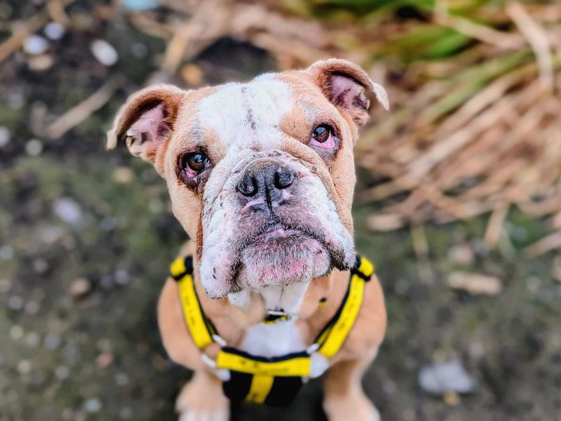 Butter - Image 2 of 5