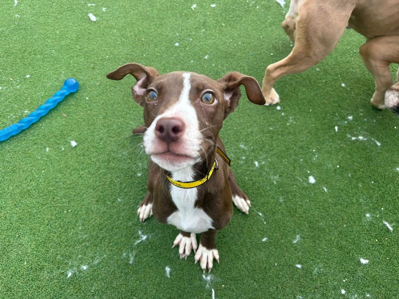 Beanie - Image 2 of 3