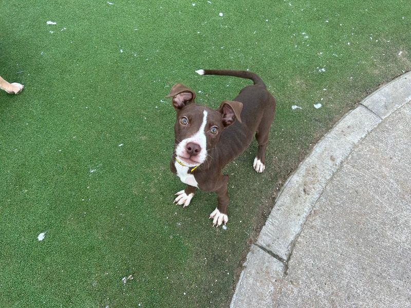 English Bulldog Dogs And Puppies For Adoption