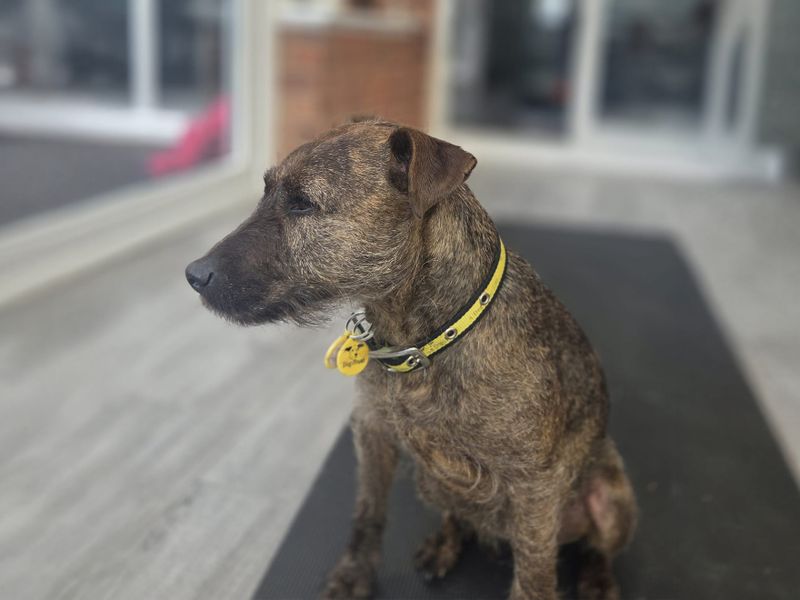 Brandy | Terrier (Patterdale) Cross | Kenilworth (West Midlands) - 1