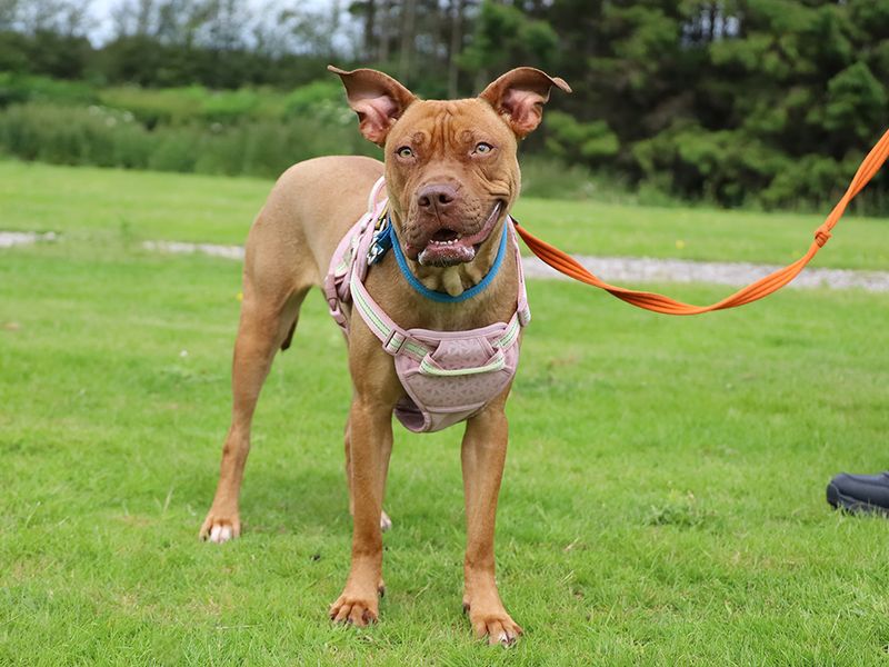 undefined | Terrier (Staffordshire Bull) Cross | undefined - 2