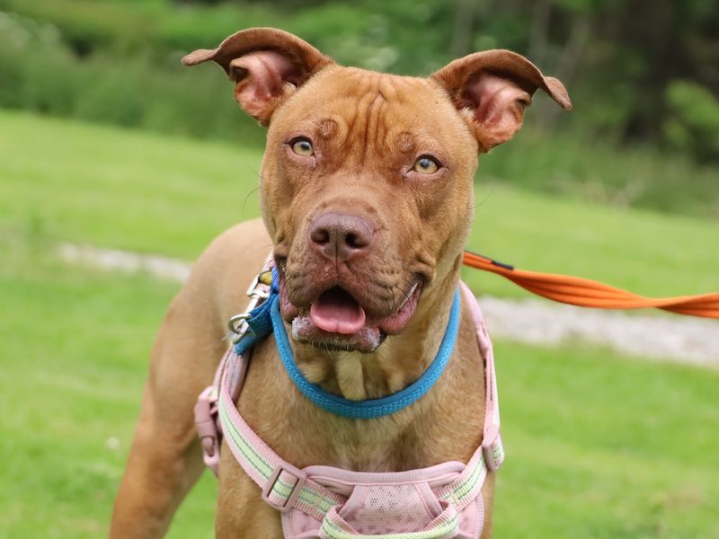 Staffordshire Bull Terrier Dogs And Puppies For Adoption