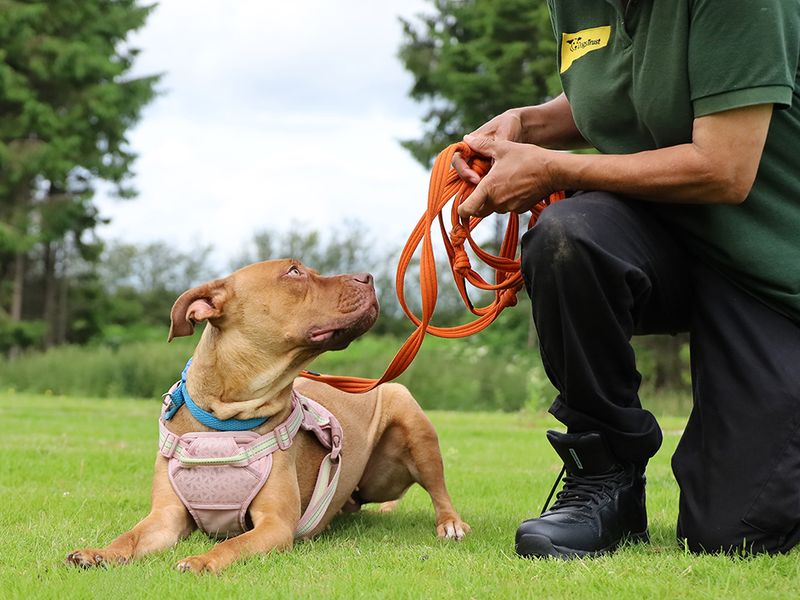 undefined | Terrier (Staffordshire Bull) Cross | undefined - 3