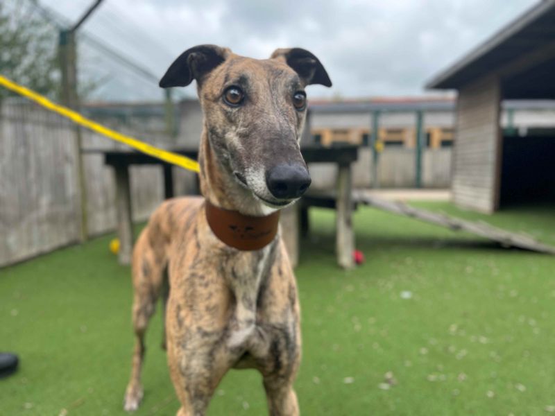 Diana | Greyhound | Loughborough - 1