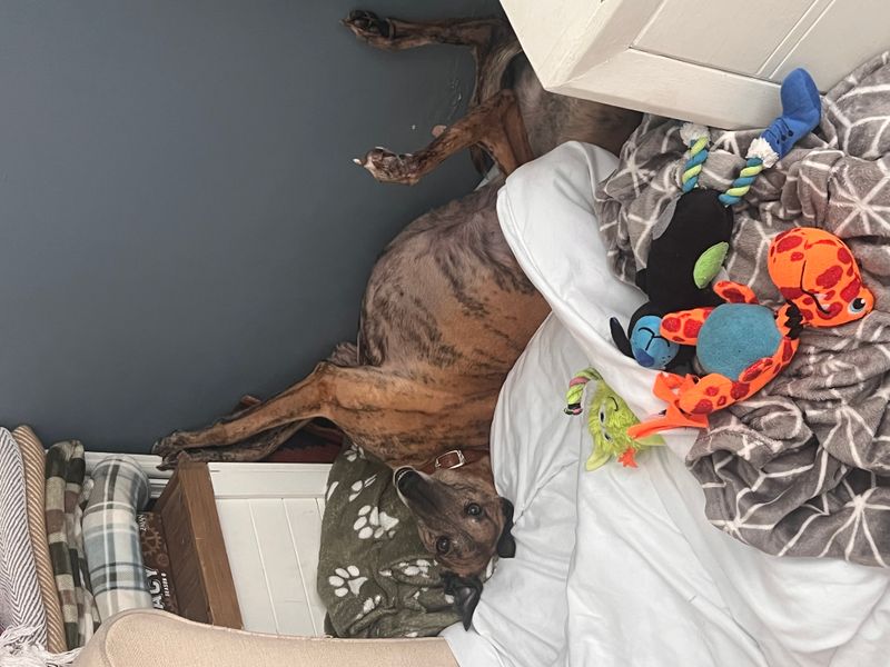 Diana | Greyhound | Loughborough - 1