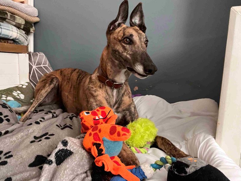 Diana | Greyhound | Loughborough - 2