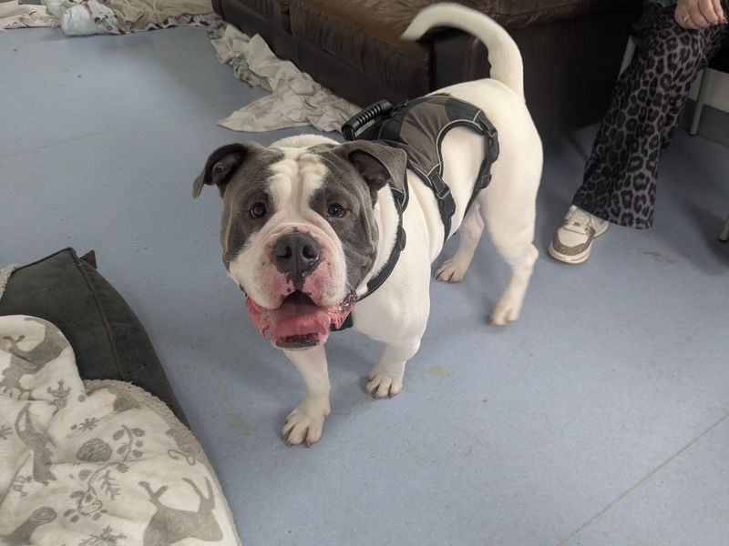 English Bulldog Dogs And Puppies For Adoption