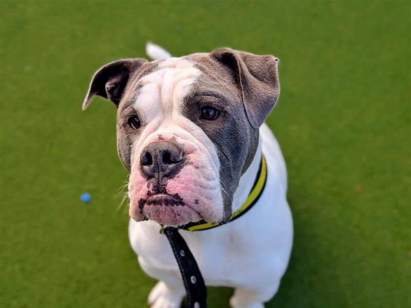 Charlie | Bulldog | Cardiff - 3