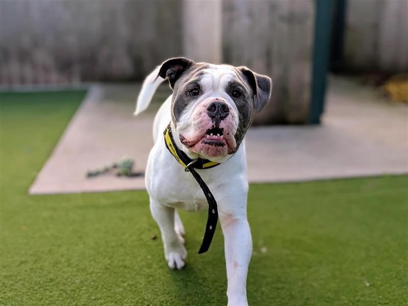 Charlie | Bulldog | Cardiff - 2
