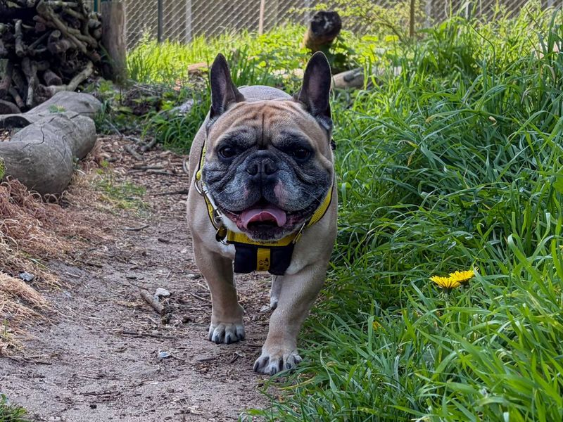 French Bulldog Dogs And Puppies For Adoption
