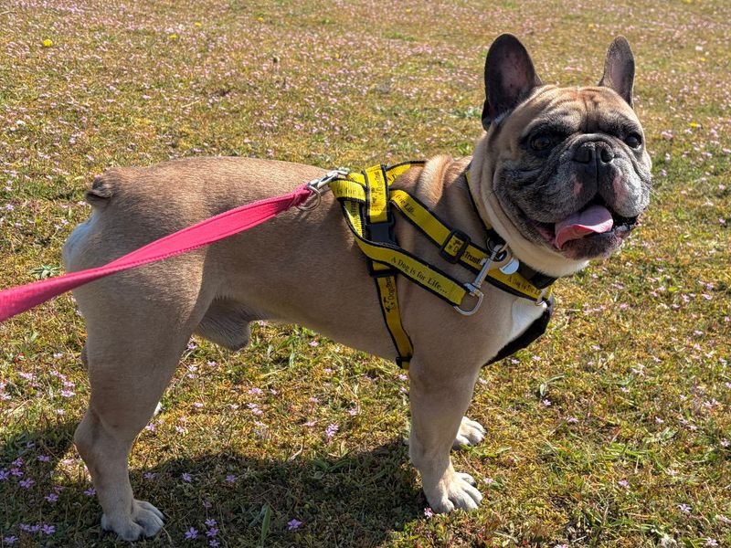 undefined | French Bulldog | undefined - 2