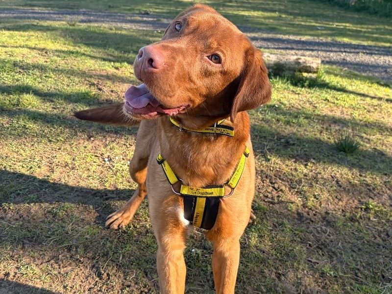Archie | Retriever (Labrador) Cross | Ballymena (Northern Ireland) - 1