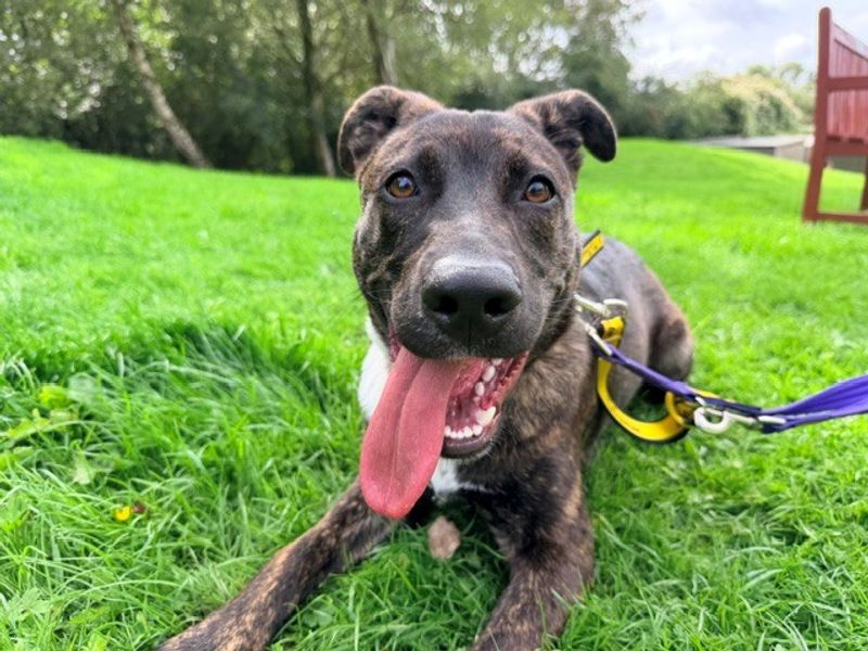 Luna | Crossbreed | Merseyside (Liverpool) - 5