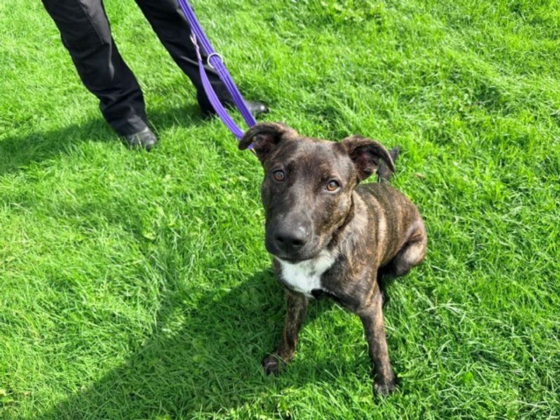 Luna | Crossbreed | Merseyside (Liverpool) - 4