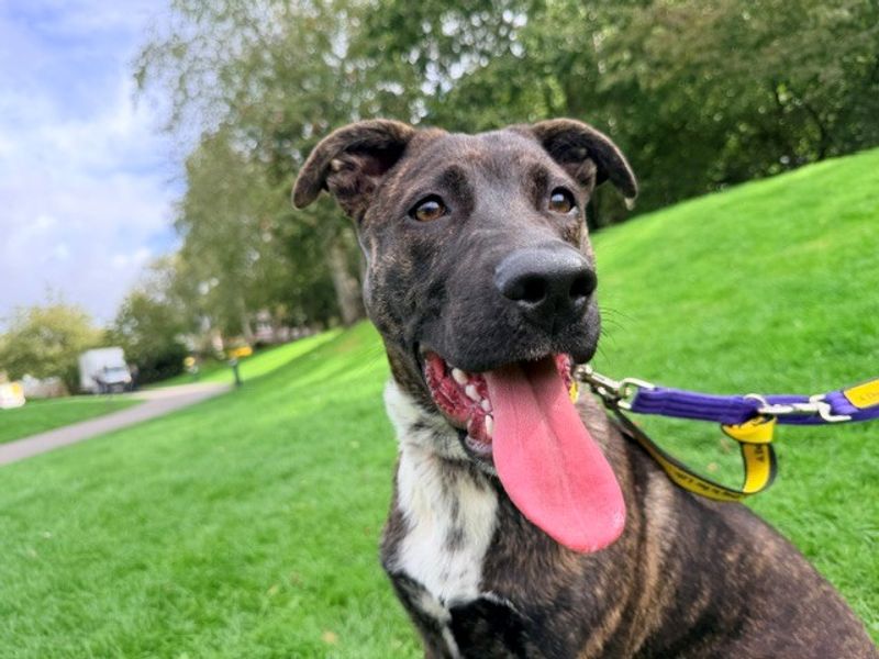 Luna | Crossbreed | Merseyside (Liverpool) - 3