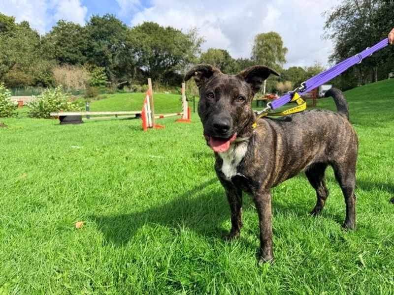 Luna | Crossbreed | Merseyside (Liverpool) - 1