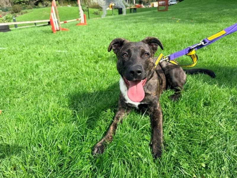 Luna | Crossbreed | Merseyside (Liverpool) - 2