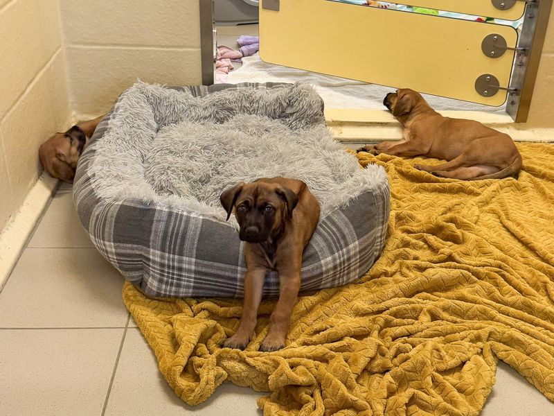 undefined | Rhodesian Ridgeback | undefined - 2