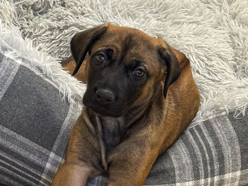undefined | Rhodesian Ridgeback | undefined - 1