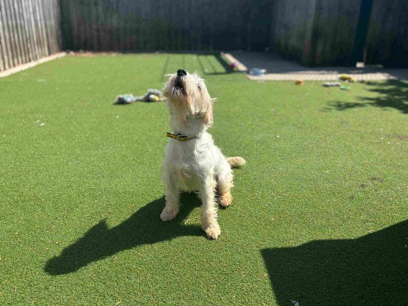 undefined | Spaniel (King Charles) Cross | undefined - 1