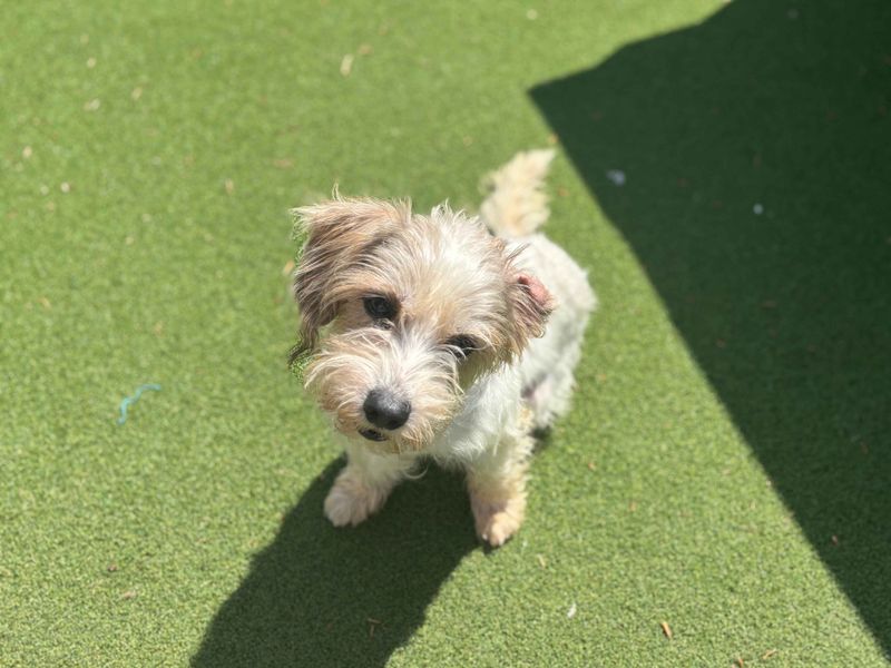 undefined | Spaniel (King Charles) Cross | undefined - 3