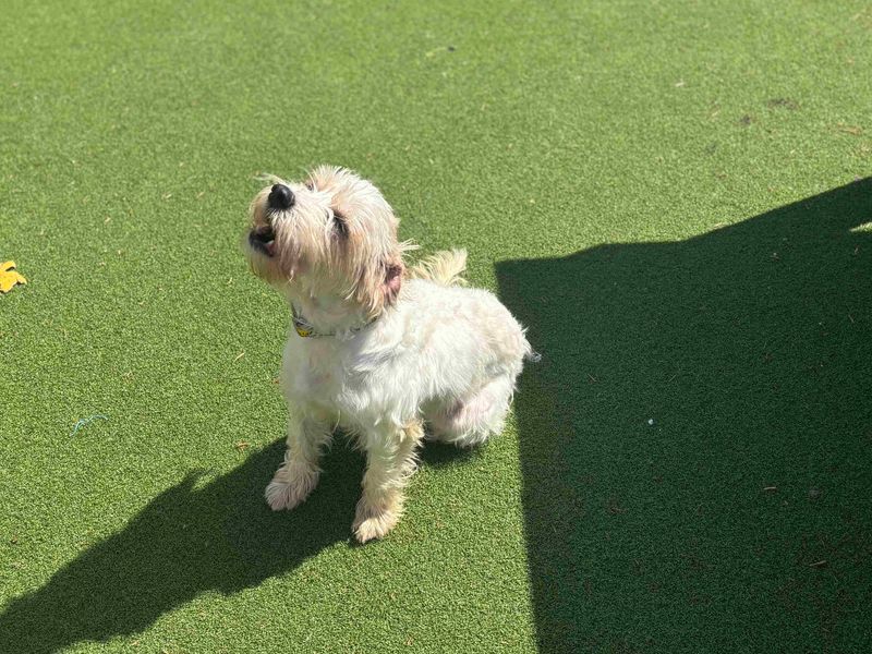 undefined | Spaniel (King Charles) Cross | undefined - 2