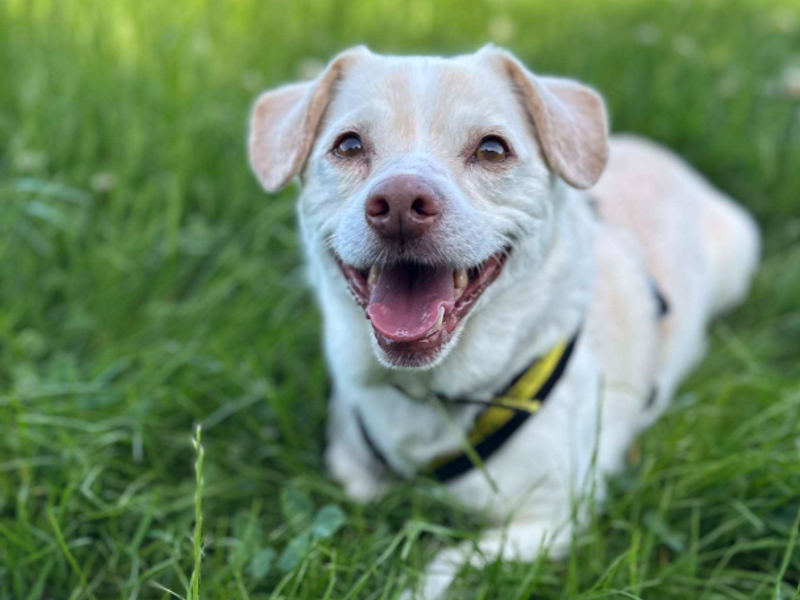 Roscoe
