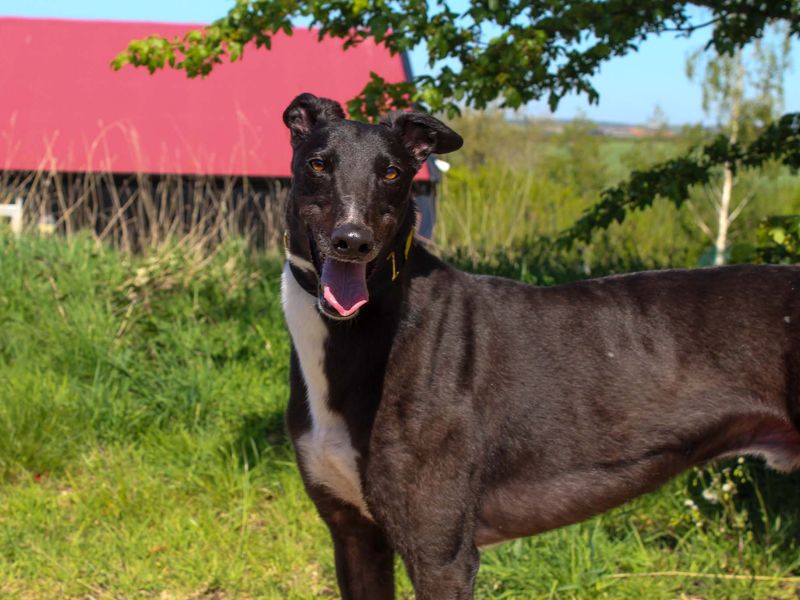 undefined | Greyhound | undefined - 4