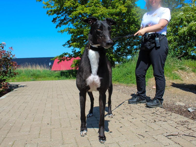 undefined | Greyhound | undefined - 2