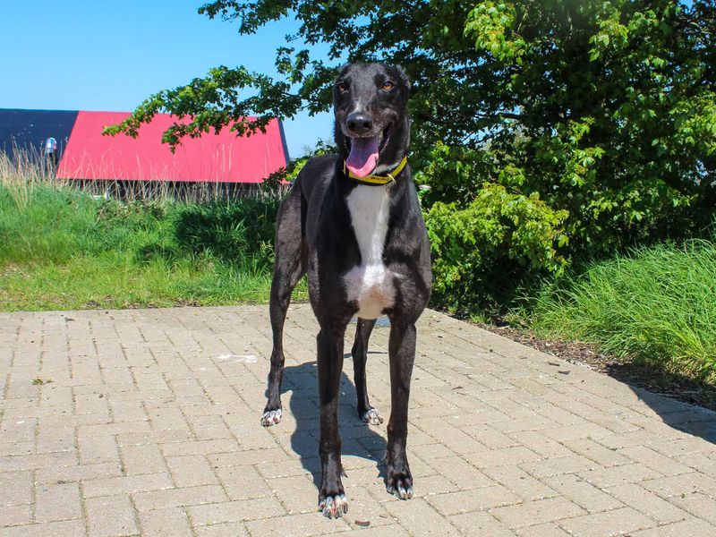 undefined | Greyhound | undefined - 3
