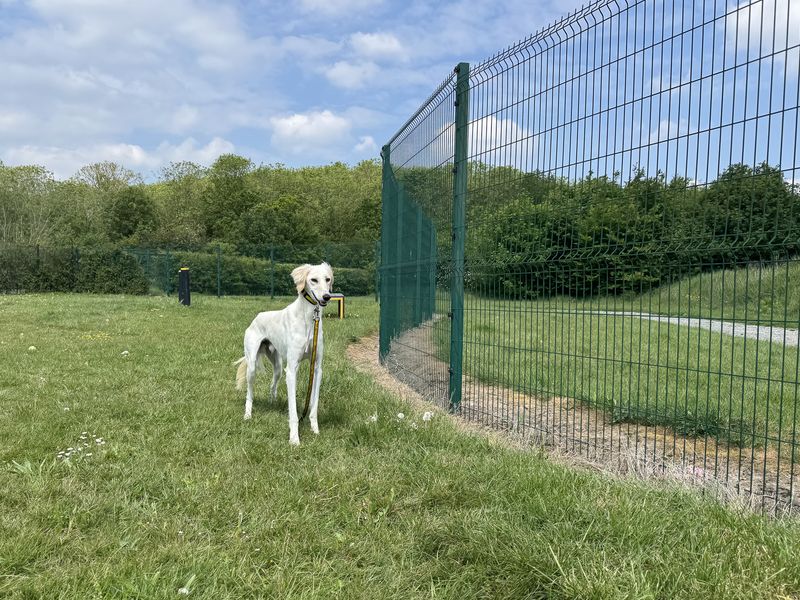 undefined | Saluki | undefined - 3