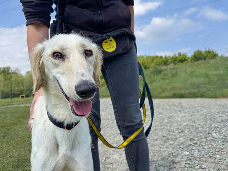 undefined | Saluki | undefined - 4