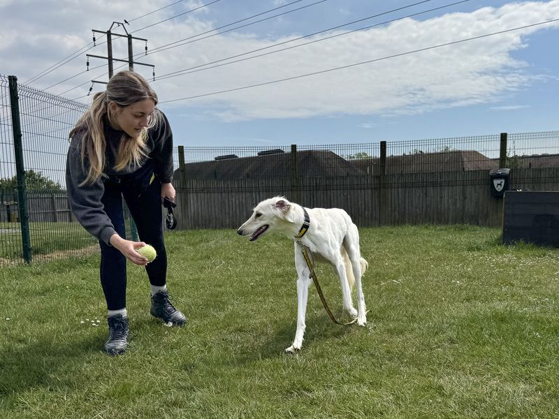 undefined | Saluki | undefined - 2