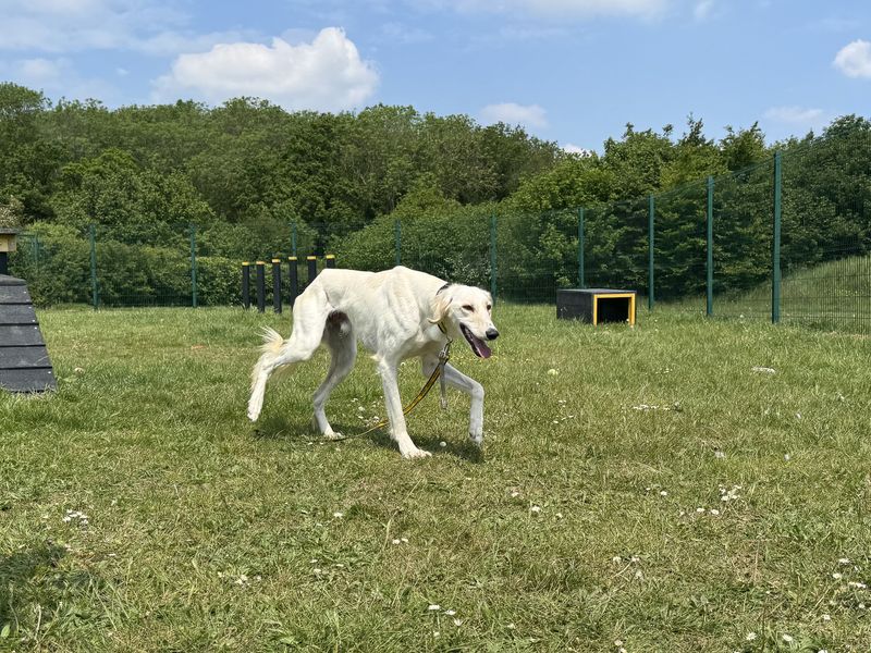 Rudy | Saluki | Basildon (Essex) - 1