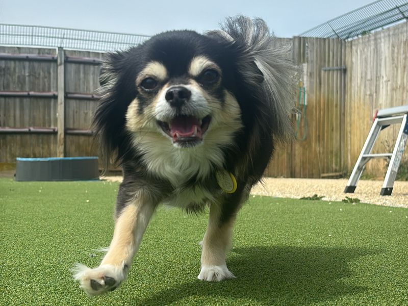 Chihuahua Dogs And Puppies For Adoption