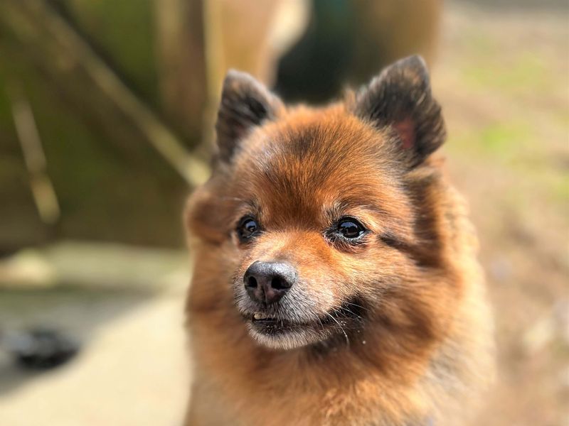 Pomeranian Dogs And Puppies For Adoption