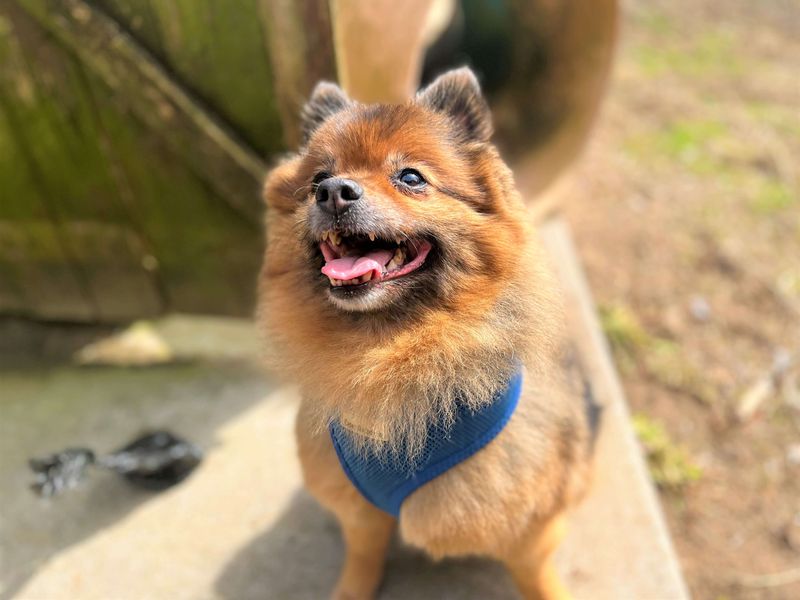 Teddy - Image 3 of 5