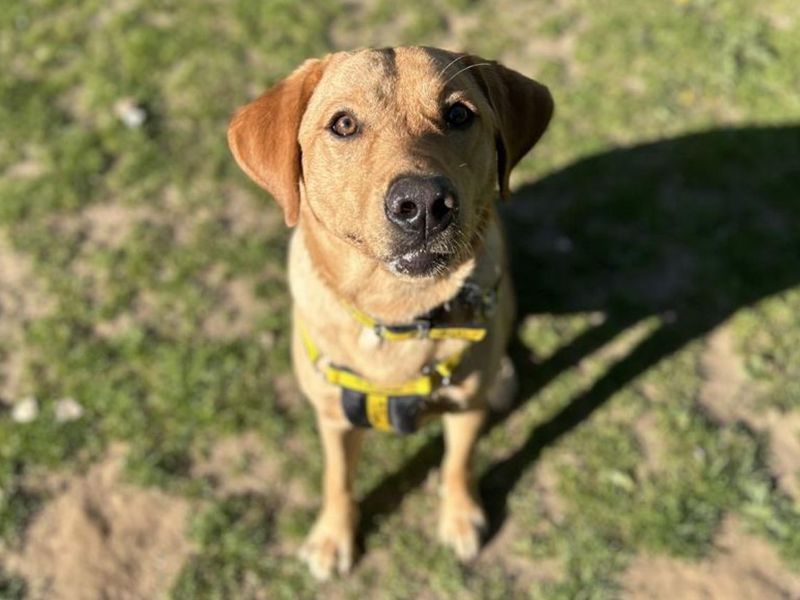 Kermit | Retriever (Labrador) | Snetterton (Norfolk) - 1