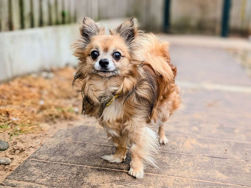 Gizmo - Image 4 of 6