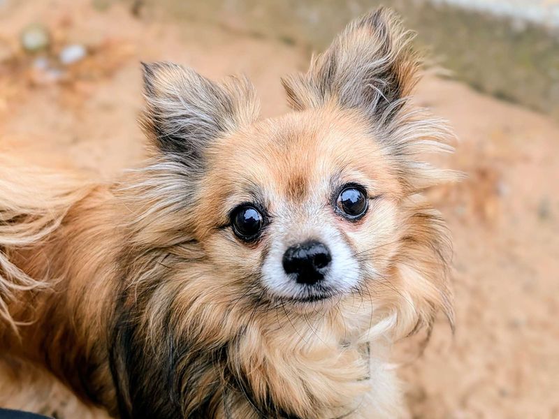 Chihuahua Dogs And Puppies For Adoption