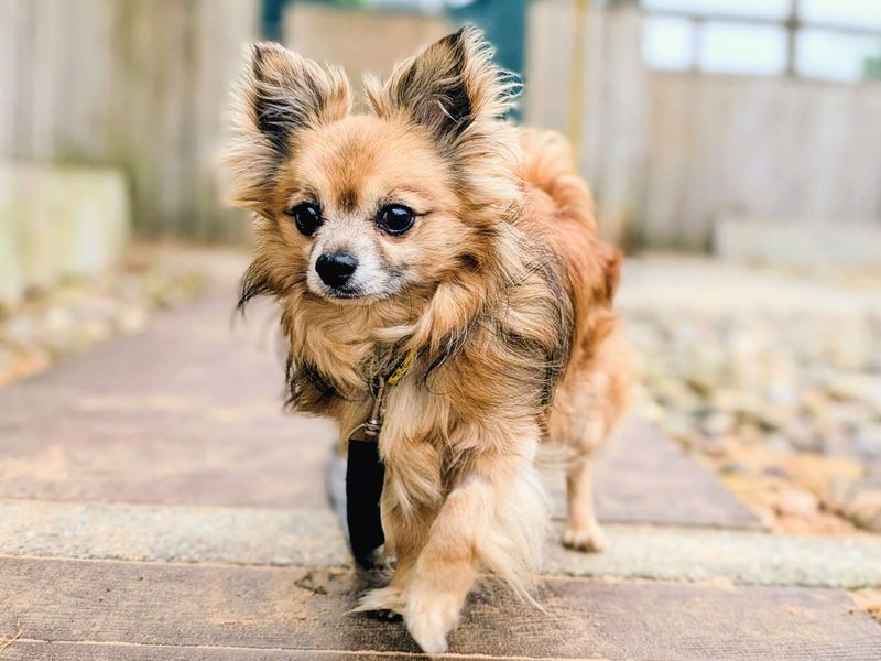 Gizmo - Image 6 of 6