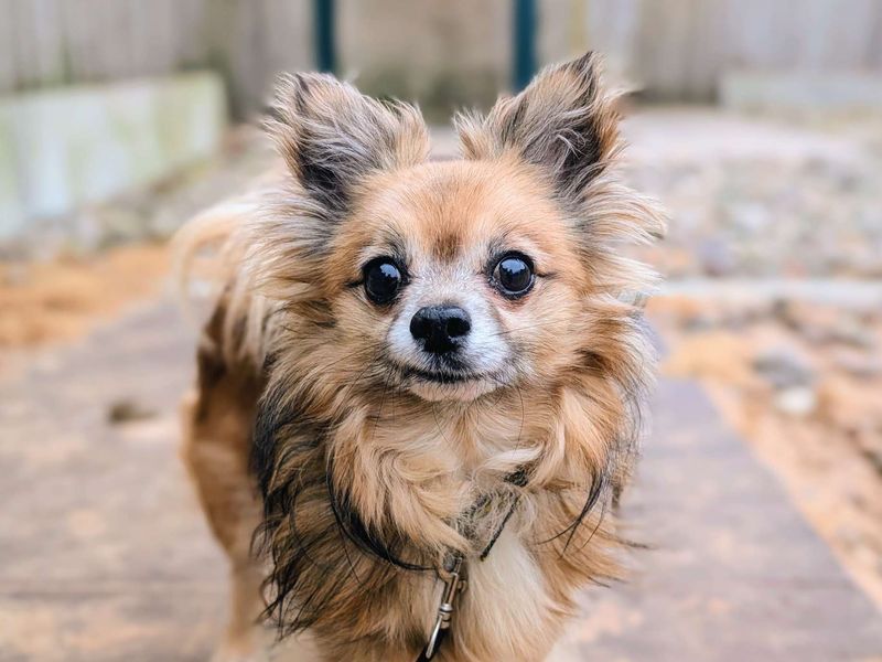 Gizmo - Image 3 of 6