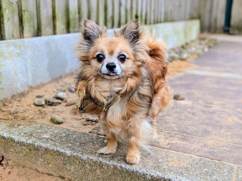 Gizmo - Image 5 of 6