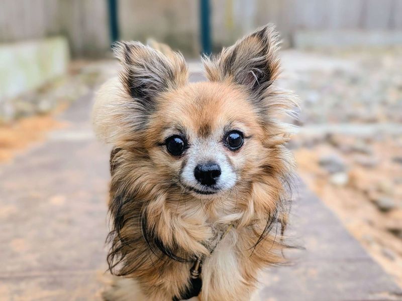 Gizmo - Image 2 of 6