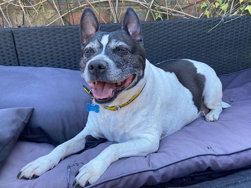 Geezer | Terrier (Staffordshire Bull) Cross | Leeds - 1