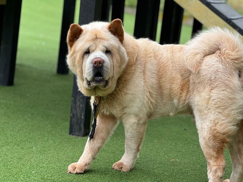 undefined | Chow Chow | undefined - 4